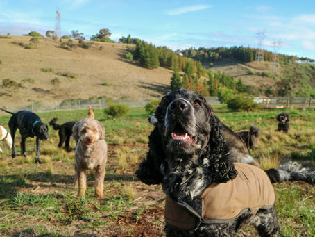 Dogs at Farm Dog Daycare socialising in paddock