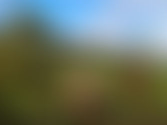 Why Choose an Outdoor Dog Daycare?