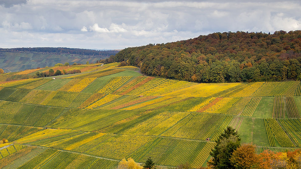 Arthur Berner Weinberge im Herbst