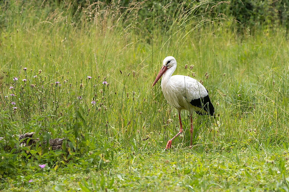 Angelika Krause In der Wiese