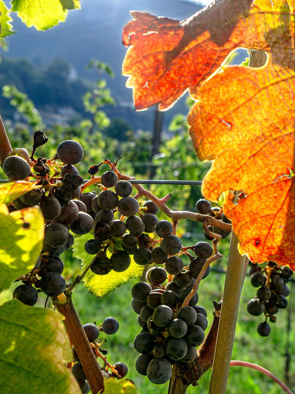 Monika Wachter Herbst im Weinberg