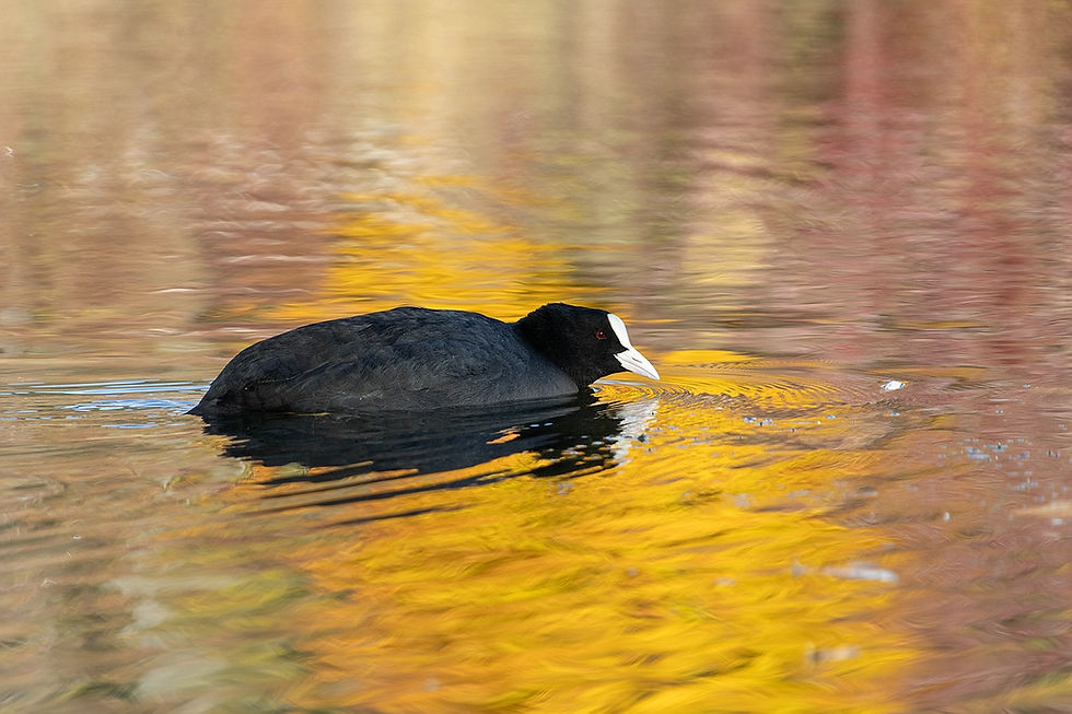 Angelika Krause herbstlicher Teich