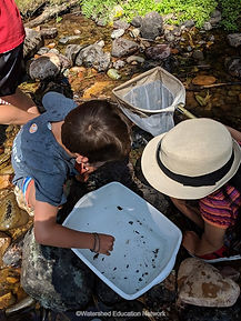 Kids looking down into a tub of water bugs.