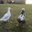 Thumbnail: Sponsor our Fields Farm Poultry!
