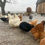 Thumbnail: Sponsor our Fields Farm Poultry!