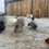 Thumbnail: Sponsor our Fields Farm Poultry!