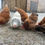 Thumbnail: Sponsor our Fields Farm Poultry!
