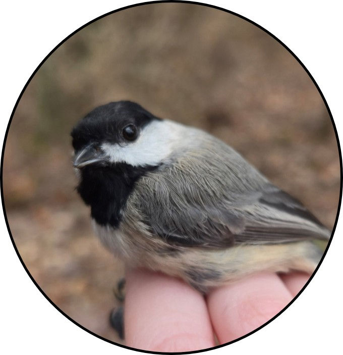 Carolina chickadee