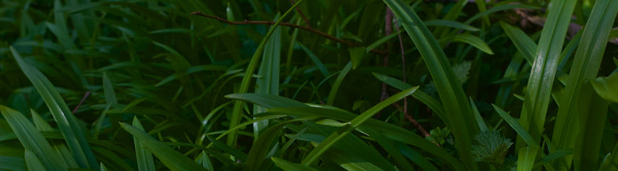 Few flowered 2_edited.jpg