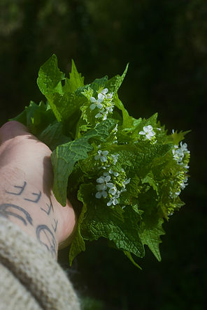 Mustard Garlic in hand .jpeg