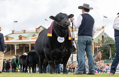 Buster, Buster the bull, Buster the Angus Bull, big bull, champion bull