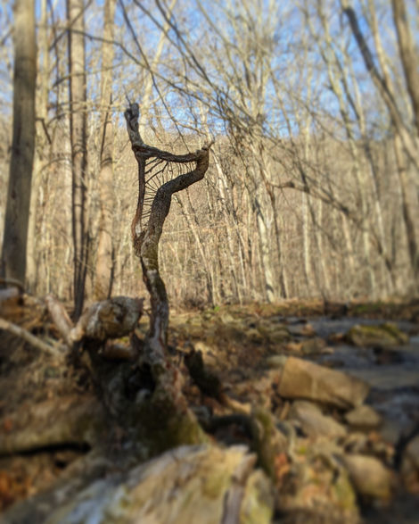 Harp
