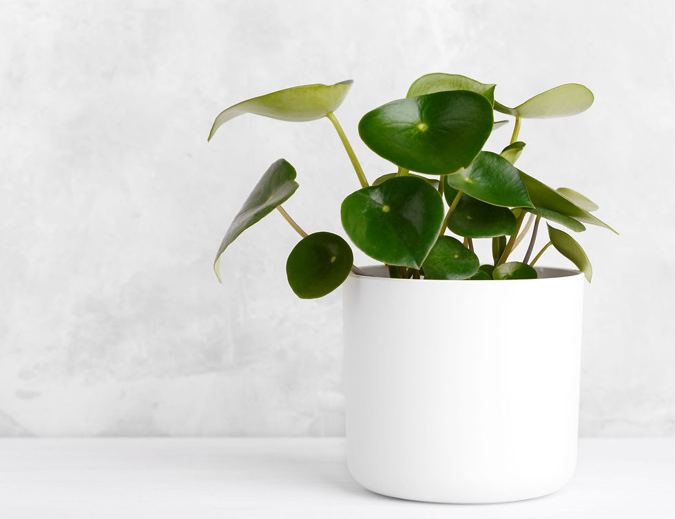 potted Peperomia plant