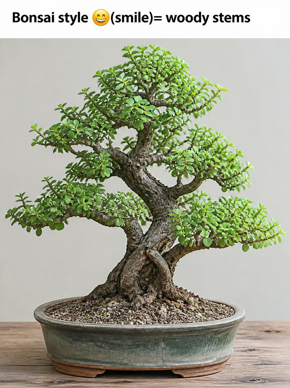 4 Things Your Dwarf Jade Is Telling You