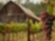 red-grapes-vineyard-cinematic-style.jpg