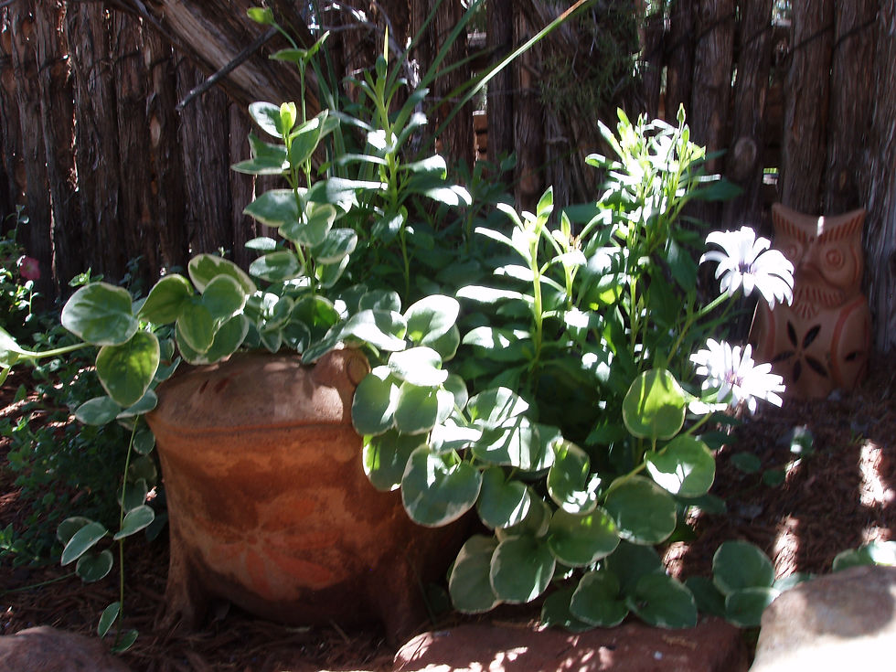 pots, ivy, terracotta
