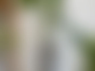 Plantas de interior de bajo cuidado en Santa Marta