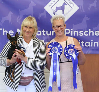 Darcy CC AT THE MIN PIN CLUB SHOW .jpg