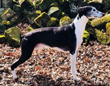 68878231_10162284885620595_2957666637831