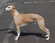 13872866_10157327214355595_6449246984085