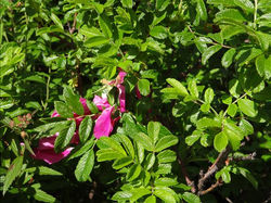 Les Hautes Pyrénées