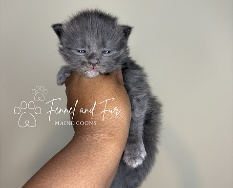 Fennel and Fur (3).png