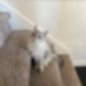 Fennel and Fur (10).png