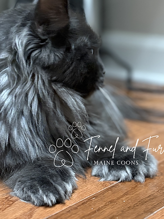 Fennel and Fur (9).png