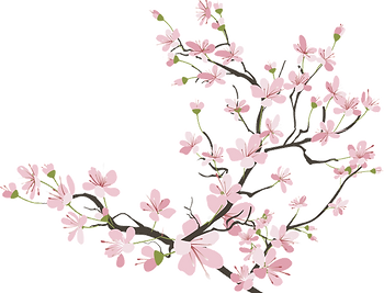 Cherry-blossom Photo JP Wedding