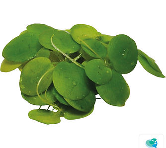 LIMNOBIUM LEAVIGATUM.jpg