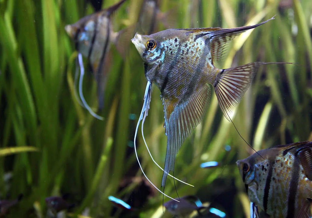 Pterophyllum-scalare-maanvis.webp