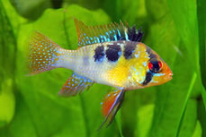 schmetterlingsbuntbarsch-im-aquarium-1024x683.jpeg