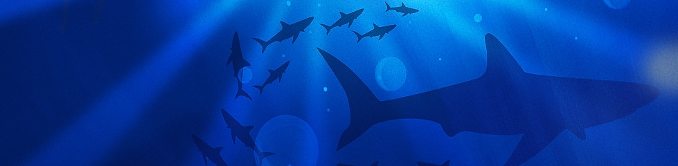 shark1.jpg