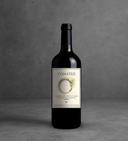 Conatus Spinoza (2).jpg