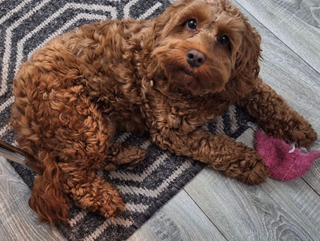 INTRODUCING LADY LEXI OF CULROSS