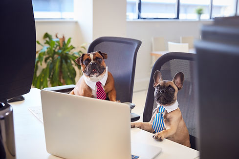 french-bulldog-and-bulldog-puppy-dressed-as-busine-2024-10-19-12-13-16-utc.jpg