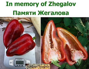 196P1310790.jpg