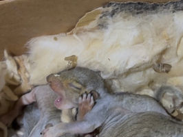 Baby Squirrel Season in South Jersey: What Homeowners Need to Know