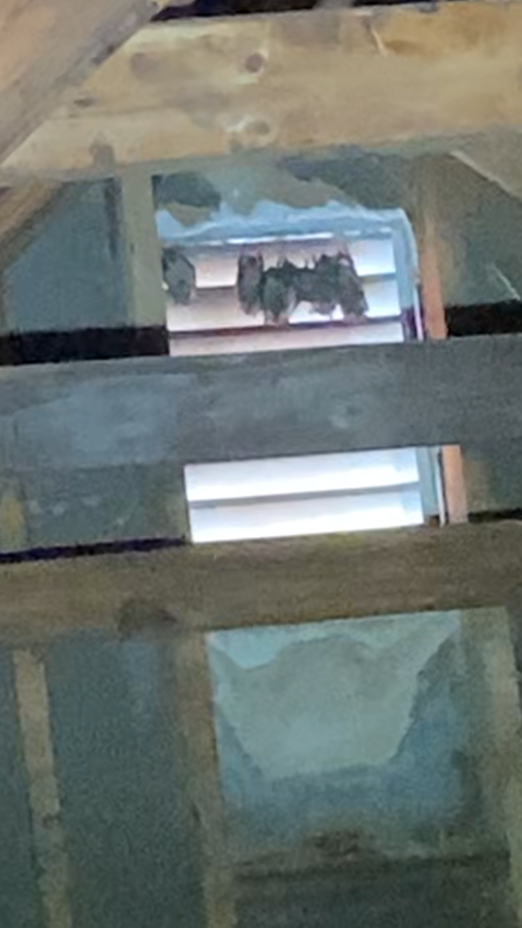 Bats hanging on gable vent