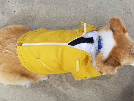 Offbeat: Butterscotch's Tale - Corgi at Cannon Beach 2018