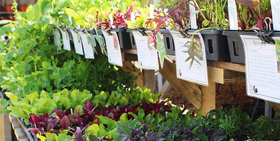 Seedling display (check prices) (1).jpg