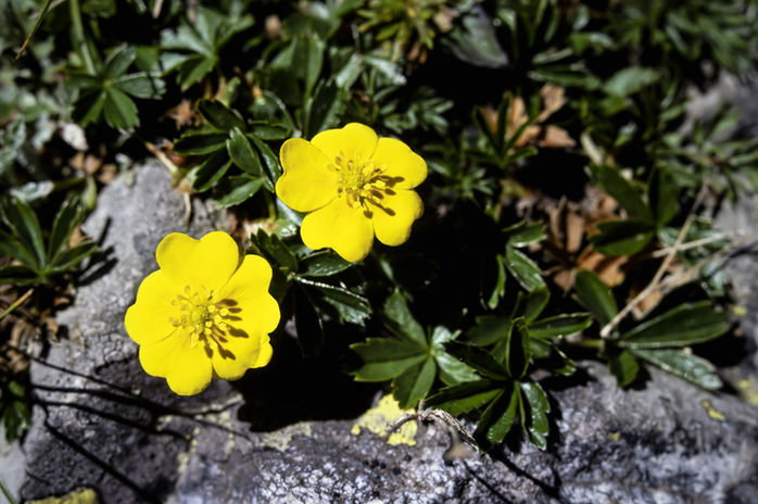 scanfilm digitalisation film