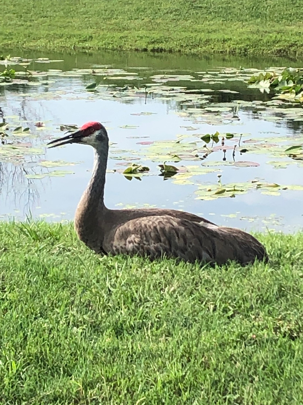 Lake County offers plenty to do near your Leesburg rental