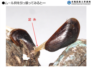 【なごやラボだより】プラスチックを棲み処とする生き物たちー海洋プラ調査からー