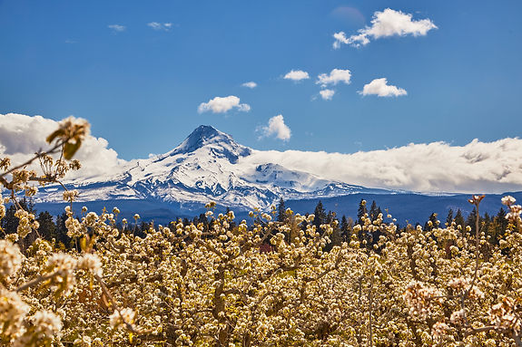 Hood and blossoms.jpg