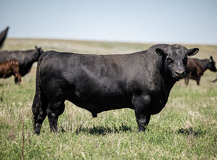 BA Ranch Emulation 11J