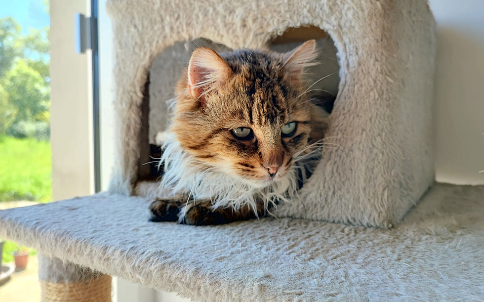 César