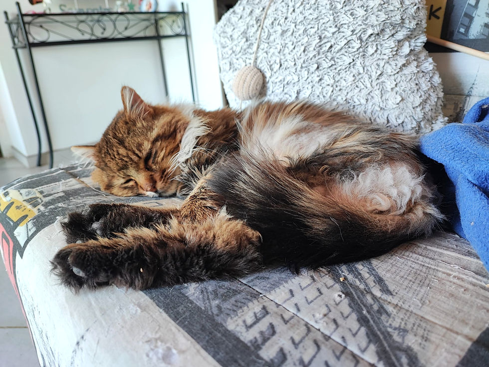 César