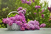 Freshly cut flowers of lilac. Lilac from the garden in wicker basket._.jpg