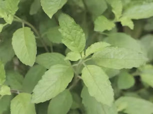 Holy Basil (Tulsi) Hydrosol: Nature’s Elixir for Gorgeous Skin